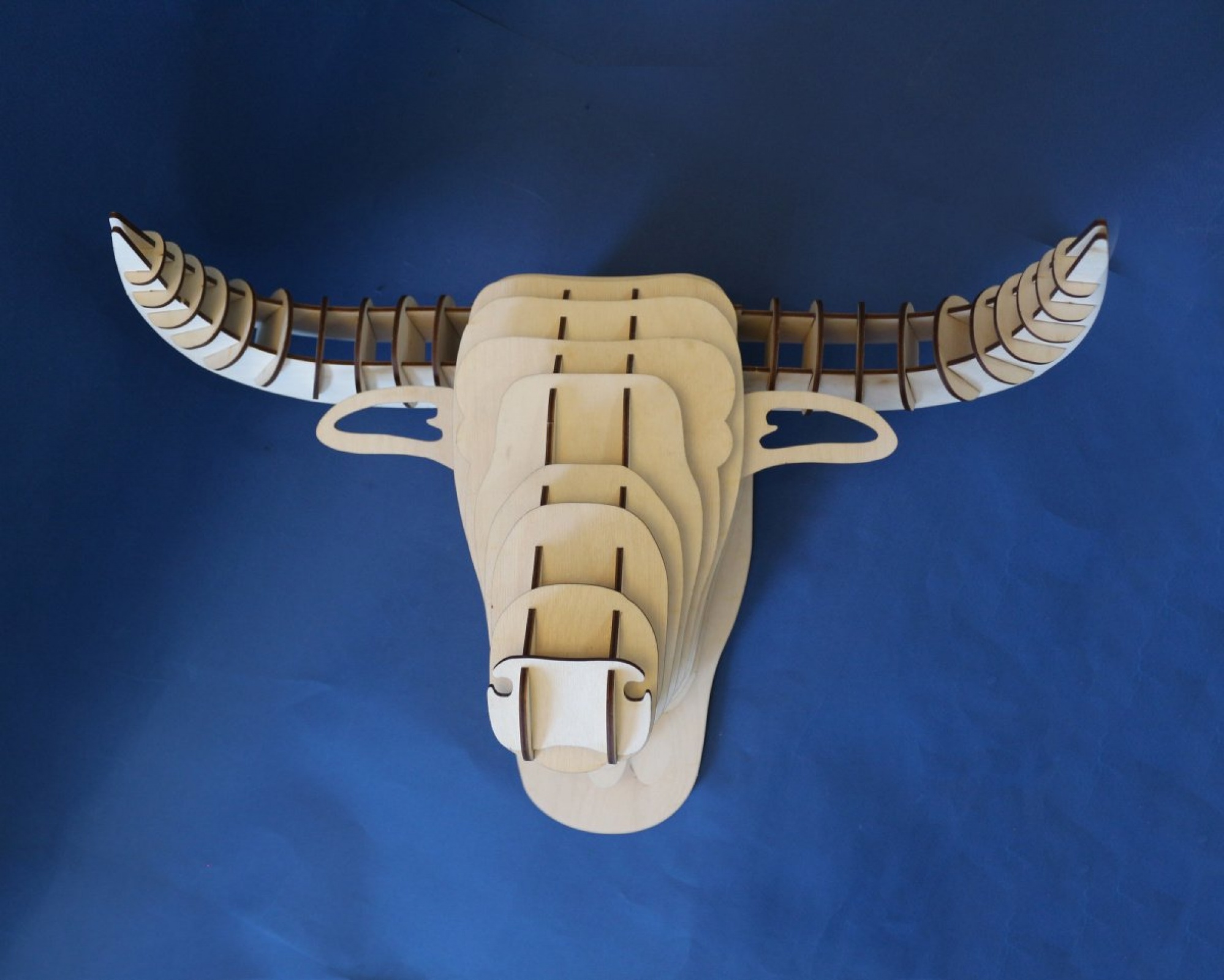 Голова быка 3